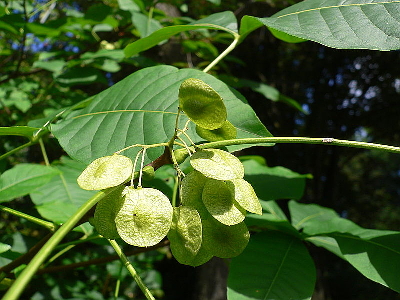 PTELEA TRIFOLIATA